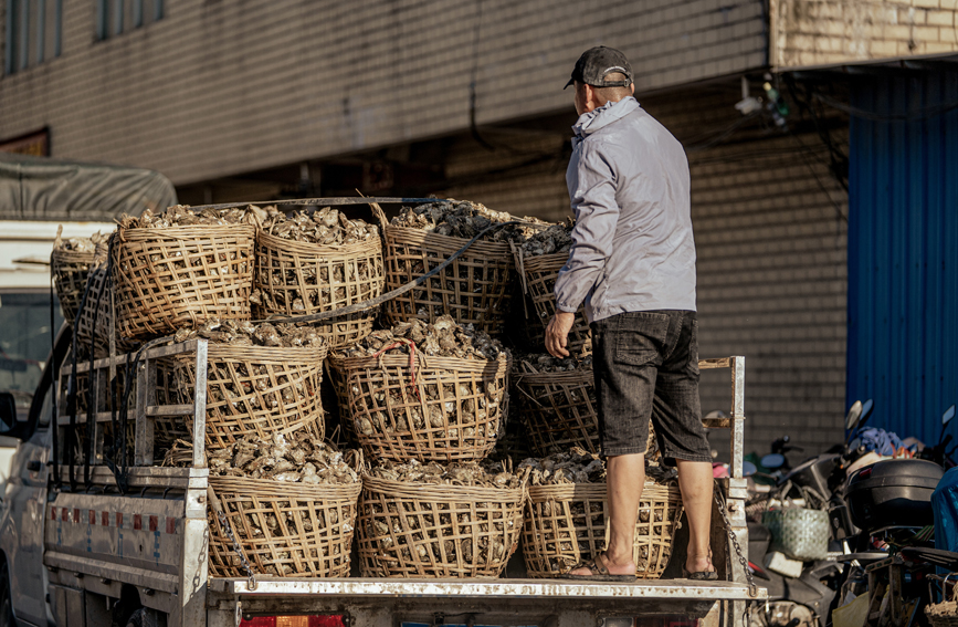 肥美生蠔迎豐收。