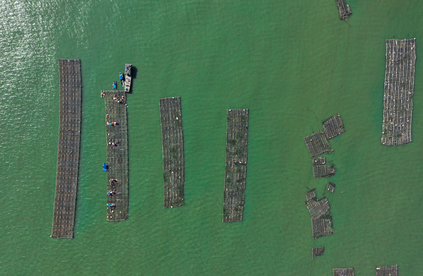 茅尾海域萬(wàn)畝蠔排。