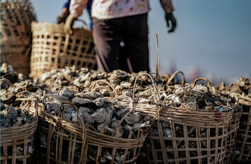 裝滿籮筐的肥美生蠔。