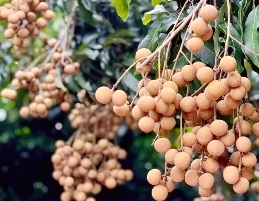 龍眼成熟進(jìn)入采摘期。陳榕玲攝