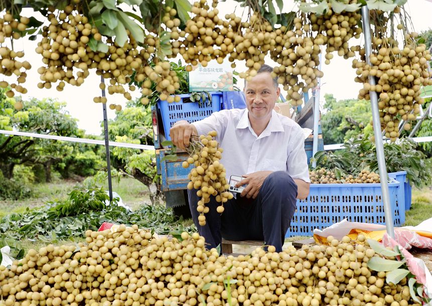 龍眼豐收。陳榕玲攝