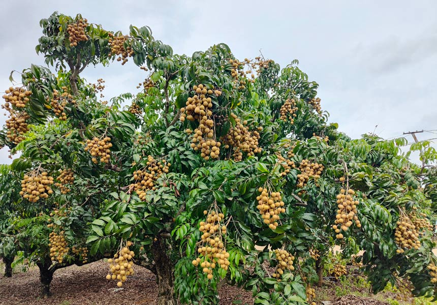 龍眼成熟進(jìn)入采摘期。陳榕玲攝