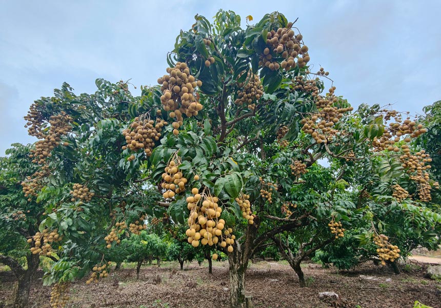 龍眼掛滿枝頭。陳榕玲攝