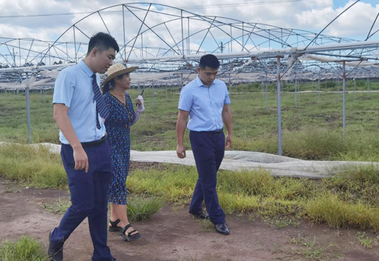 桂林銀行工作人員前去姚大姐的大棚調(diào)研。桂林銀行供圖