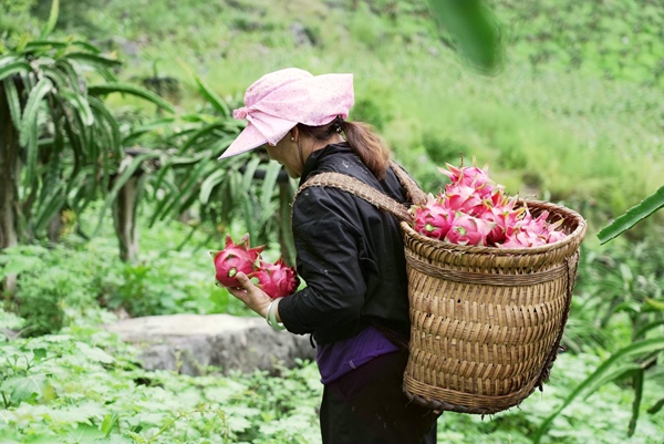 搬運火龍果。羅秋燕攝