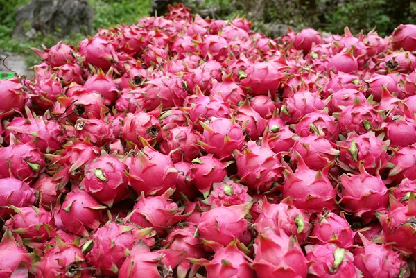 火龍果豐收。羅秋燕攝