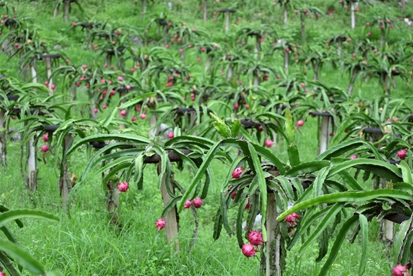 火龍果長(zhǎng)勢(shì)良好。羅秋燕攝