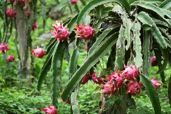 火龍果掛枝頭。羅秋燕攝