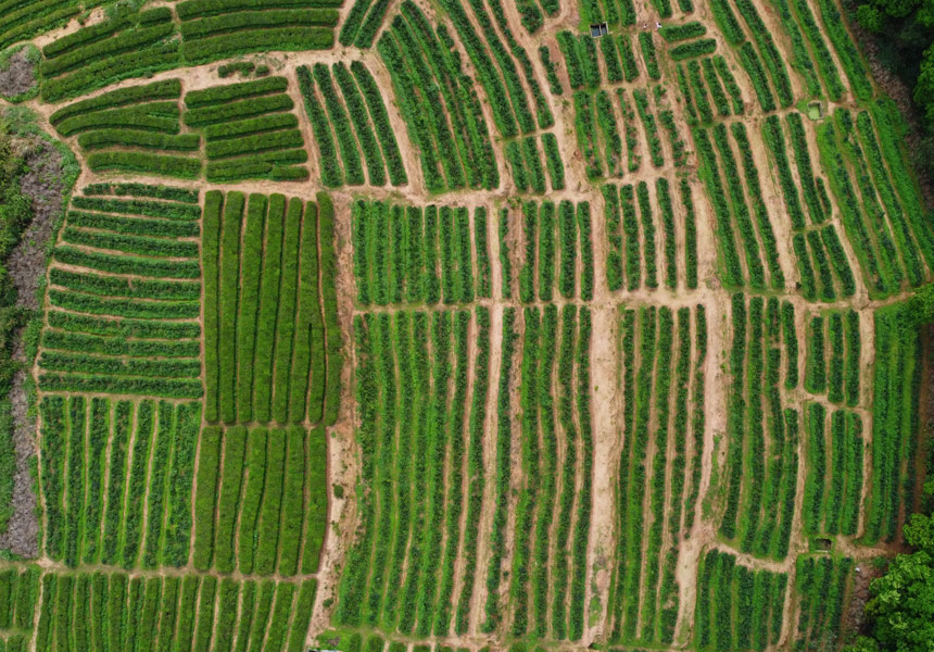 興業(yè)縣山心鎮(zhèn)公和村茶園。
