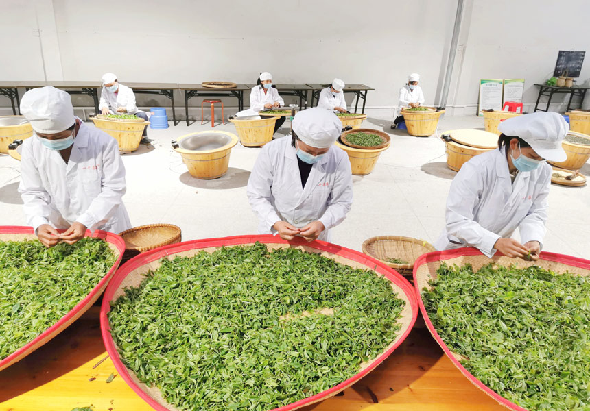 進(jìn)行茶葉加工。