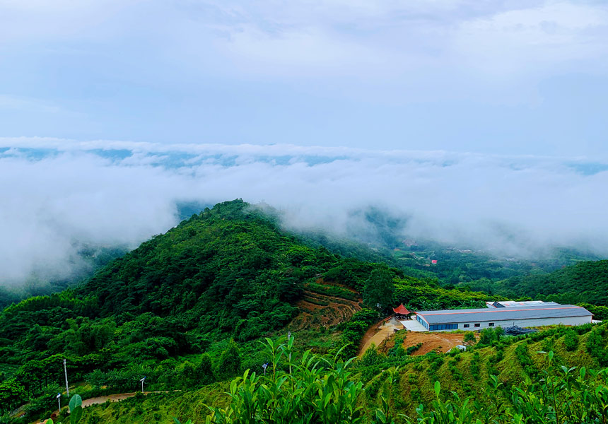 興業(yè)縣葵峰富硒茶產(chǎn)業(yè)示范區(qū)。