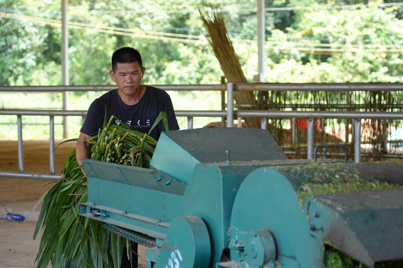 村民在養(yǎng)牛合作社里加工秸稈。岑海忠攝