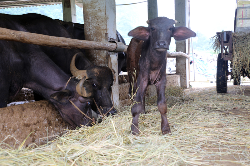 剛出生不久的牛犢。岑海忠攝