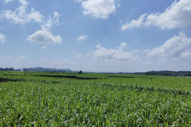 水窿果蔗核心示范區(qū)一角。