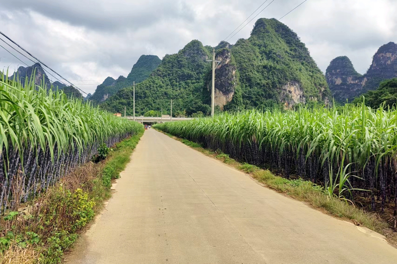 長勢良好的黑皮果蔗。