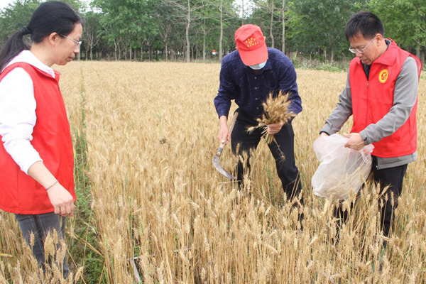 興賓區(qū)農(nóng)業(yè)專家在麥田開展冬小麥測(cè)產(chǎn)驗(yàn)收。樊佩芫攝