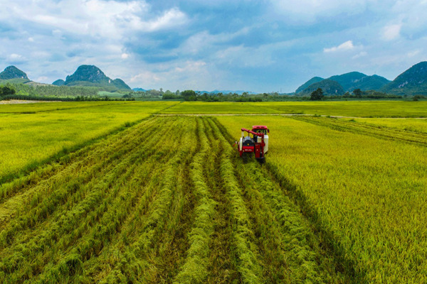 機(jī)收稻谷。盤攝波攝