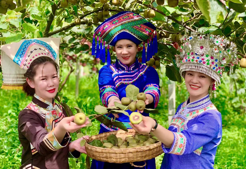 網(wǎng)紅主播到獼猴桃基地采摘、直播帶貨。同樂鎮(zhèn)人民政府供圖