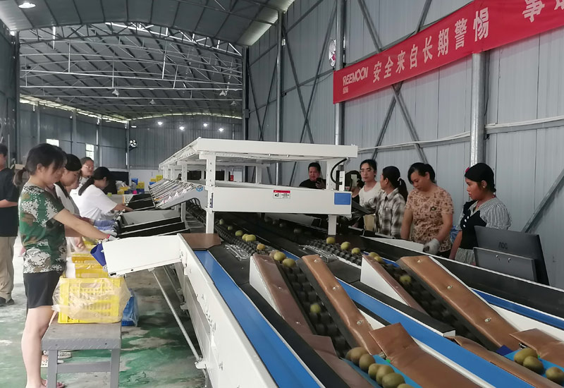 獼猴桃揀選機在進行分揀。樂業(yè)縣農(nóng)業(yè)投資開發(fā)公司供圖