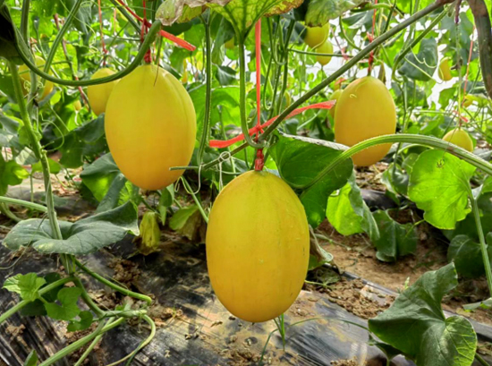 調(diào)研組實(shí)地查看甜瓜大棚基地。