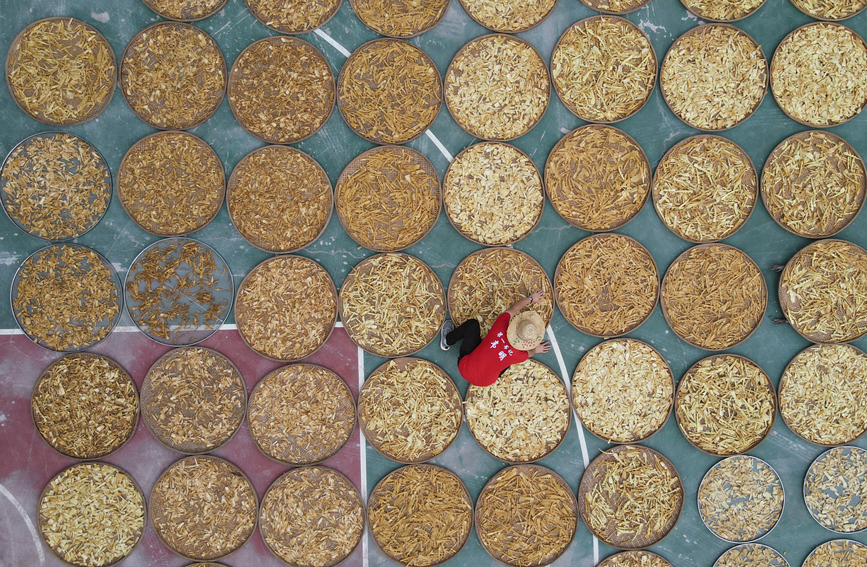 村委大院曬滿竹筍。