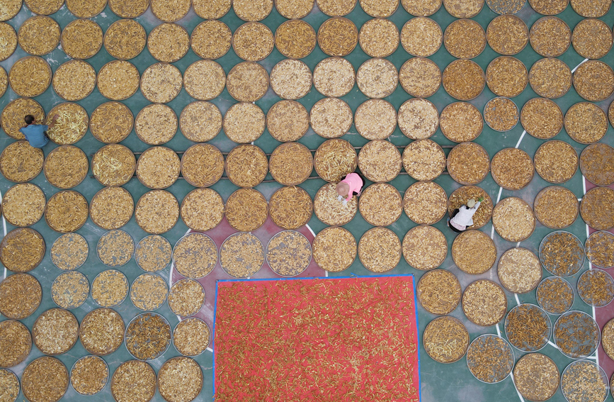 村委大院曬滿竹筍。