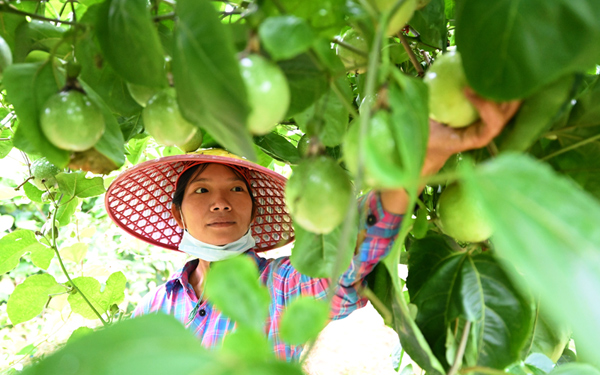凌結(jié)村村民在百香果基地采摘。