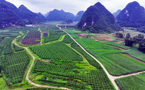 武平鎮(zhèn)凌渠線特色產(chǎn)業(yè)航拍圖。