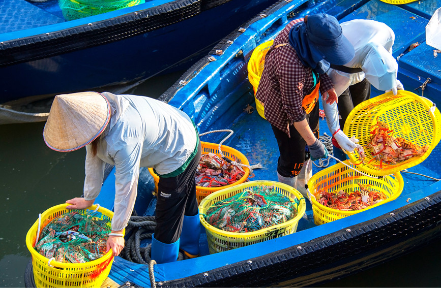 漁民收獲海鮮。徐紹榮攝