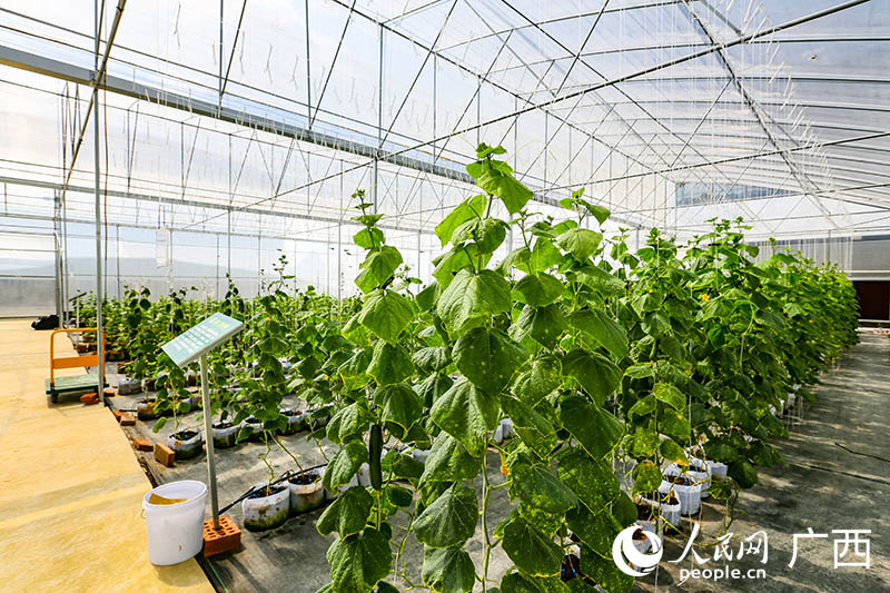 大棚內(nèi)小青瓜長勢喜人。人民網(wǎng) 何寧攝