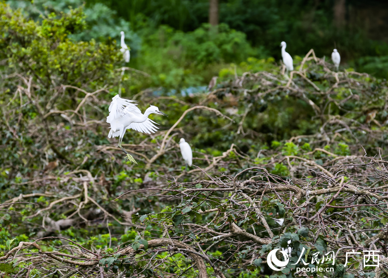 象州縣馬坪鎮(zhèn)古德村吸引鷺鳥(niǎo)前來(lái)“安營(yíng)扎寨”。人民網(wǎng) 何寧攝