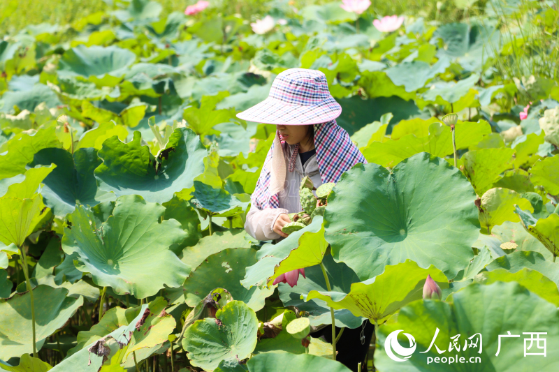 村民在荷園采摘蓮子。人民網(wǎng) 何寧攝