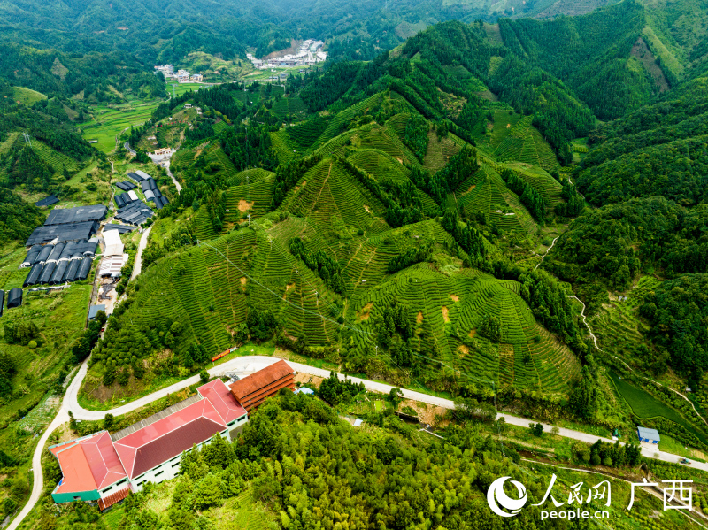 茶園環(huán)繞金秀鎮(zhèn)六段村。人民網(wǎng) 何寧攝