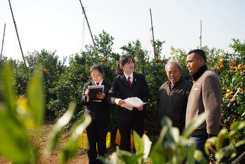 雙橋法庭干警進(jìn)果園對一起沃柑買賣合同糾紛進(jìn)行現(xiàn)場調(diào)解。武鳴區(qū)法院供圖