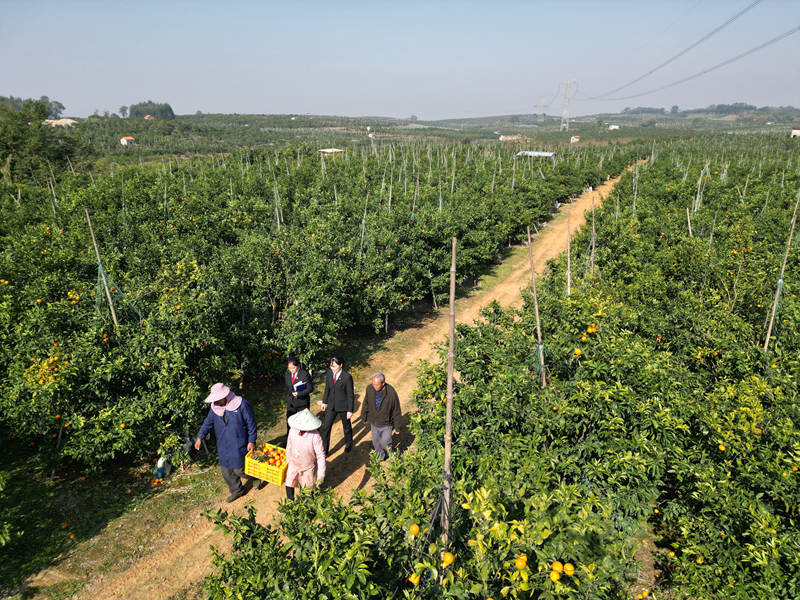 雙橋法庭干警進(jìn)果園開展普法宣傳。武鳴區(qū)法院供圖