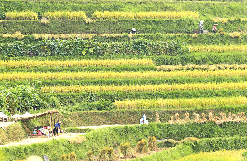 村民正在梯田上收割稻子。陽海翔攝