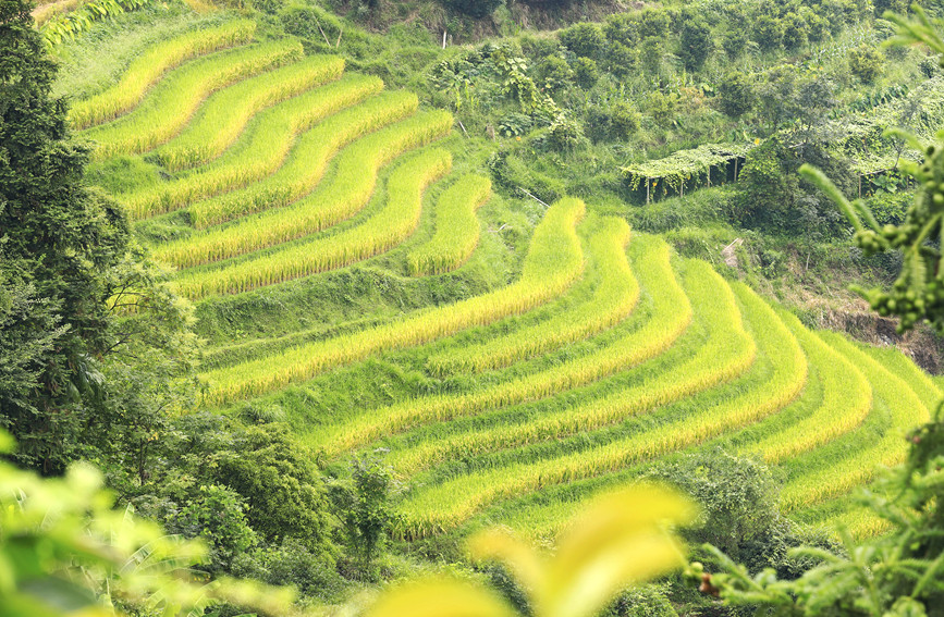 梯田水稻豐收。陽海翔攝