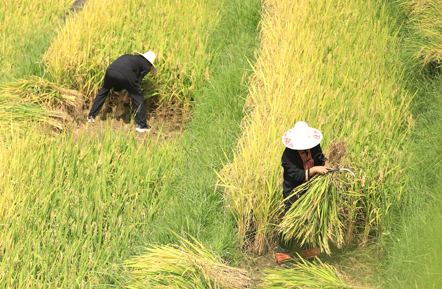 村民正在梯田上收割稻子。陽(yáng)海翔攝