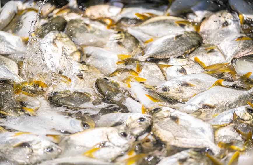 金鯧魚(yú)喜迎豐收