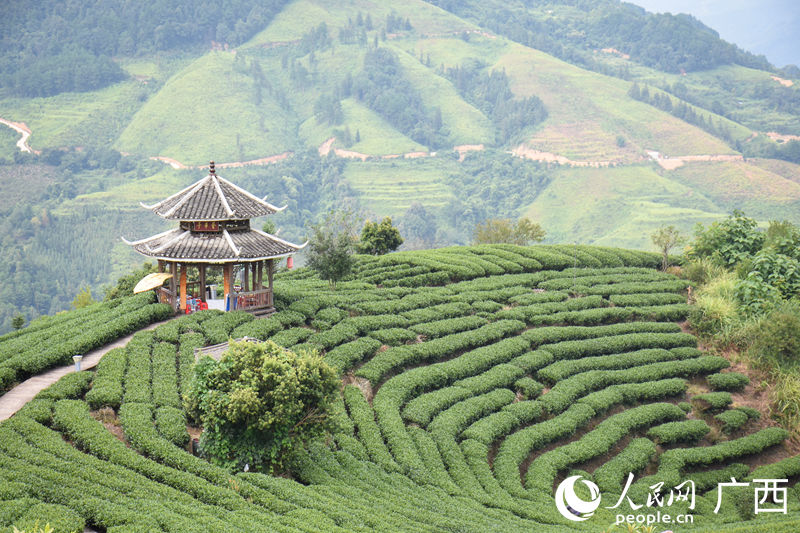 布央村茶山。人民網(wǎng) 王功孝攝