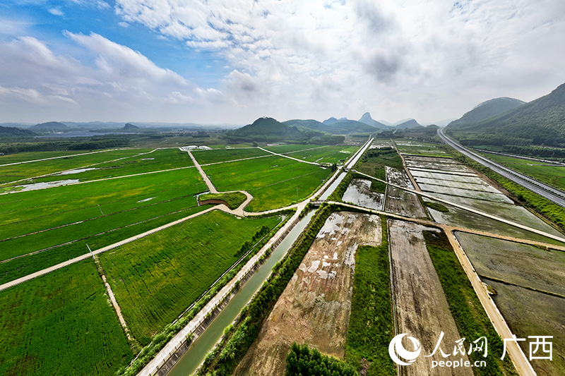 在興賓區(qū)良江鎮(zhèn)，桂中治旱工程滋潤(rùn)良田。人民網(wǎng) 覃心攝