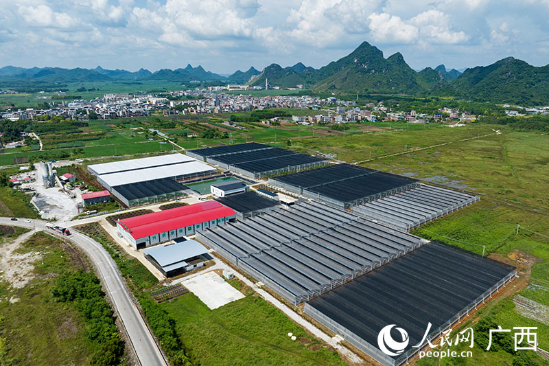 新三智慧農(nóng)業(yè)小平陽示范基地。人民網(wǎng) 何寧攝