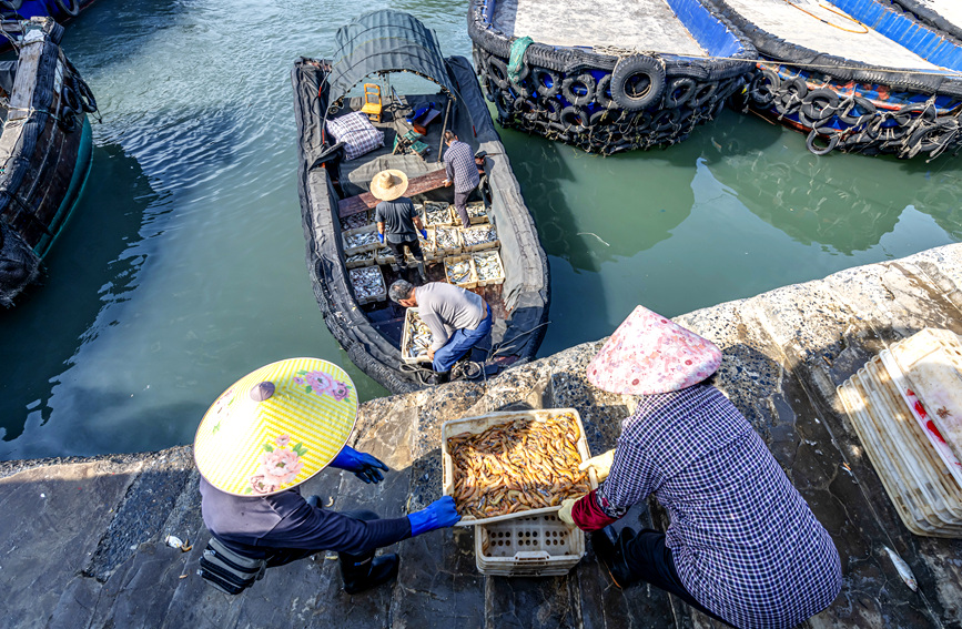 漁民將新鮮的海產(chǎn)品搬運(yùn)上岸。黃天仕攝