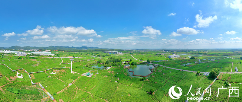 航拍橫州中華茉莉園萬畝茉莉花海。人民網(wǎng) 付華周攝