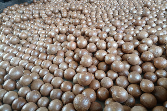 岑溪堅果。黎明鋒攝