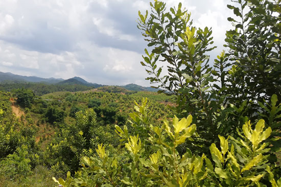 岑溪堅果基地。黎明鋒攝