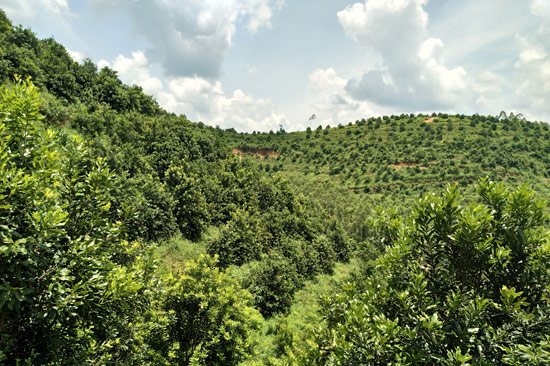 岑溪堅果基地。黎明鋒攝