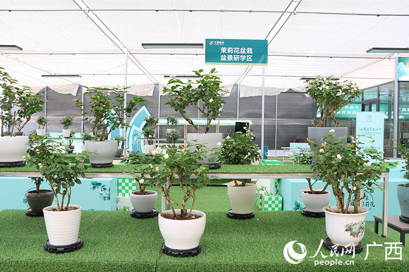 茉莉花盆栽。人民網(wǎng) 付華周攝