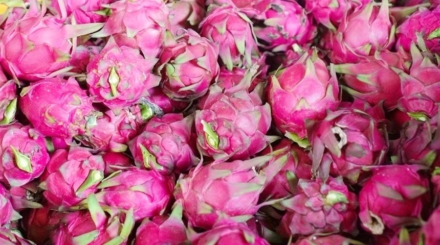 火龍果豐收。鄒慶林?jǐn)z