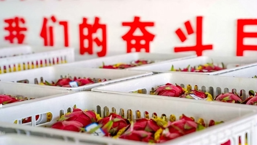 分揀好的火龍果裝筐待運(yùn)。鄒慶林?jǐn)z